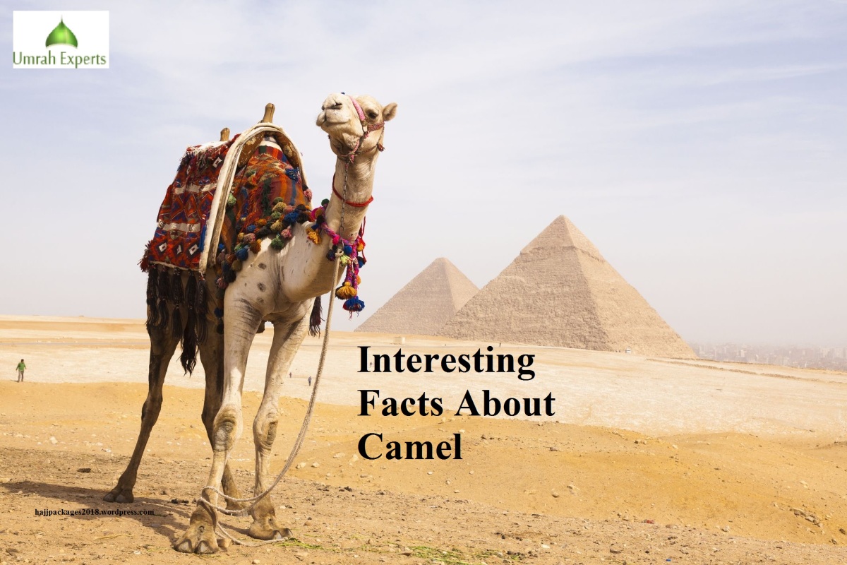 Interesting Facts About Camel